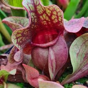 May include: Detailed view of a pitcher plant, displaying a rich burgundy and red colour with complex veining patterns. The plant's distinctive, pitcher-shaped form is set amongst green and pink-red leaves, forming a captivating botanical arrangement.