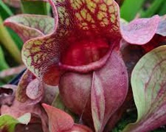 10 semi di piante carnivore viola - Sarracenia Purpurea - Pianta carnivora - divertente da coltivare - Viene fornito con istruzioni