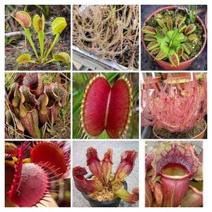 Peut inclure: Un collage de neuf images présentant diverses plantes carnivores. Les images présentent des dionées attrape-mouches vertes et rouges vives, des plantes à pichet et d'autres espèces uniques. Les plantes sont montrées à différents stades de croissance et dans divers environnements.