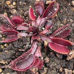 Peut inclure: Gros plan d'une plante carnivore Dionaea muscipula. La plante présente des pièges rouge foncé ouverts avec des bords épineux et des déclencheurs blancs en forme de cheveux. La plante est entourée de terre sombre et de petits cailloux.