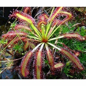 May include: Detailed image of a sundew plant, a carnivorous species. The plant has reddish leaves covered in sticky tentacles. The centre is a bright green, with smaller green plants surrounding it.