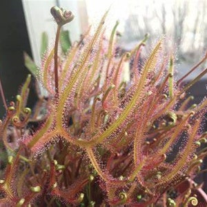 May include: Detailed image of a sundew plant, a carnivorous species. The plant has long, thin, reddish-pink leaves covered in tiny, glistening droplets. Several stalks with curled buds are visible, with the leaves arranged in a rosette.