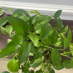 Puede incluir: Una planta verde y amarilla variegada en maceta con hojas en forma de corazón. La planta está en una maceta blanca y crece en una maceta marrón.