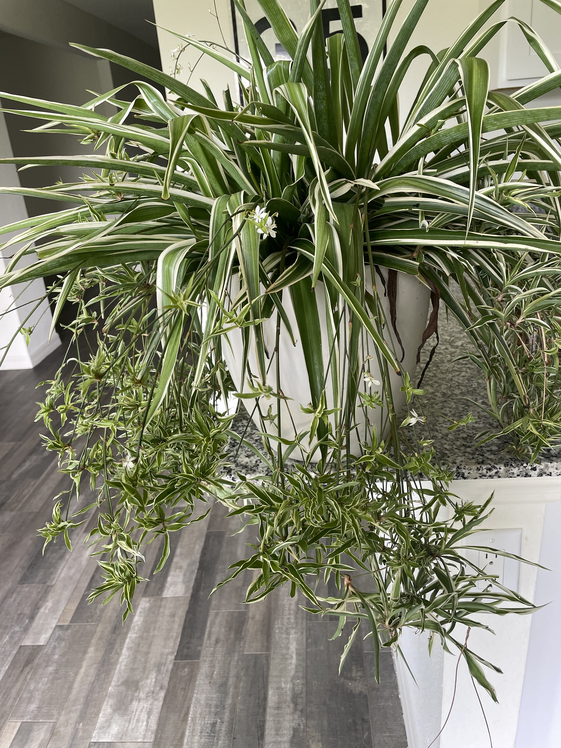 Curly spider plant - Etsy.de