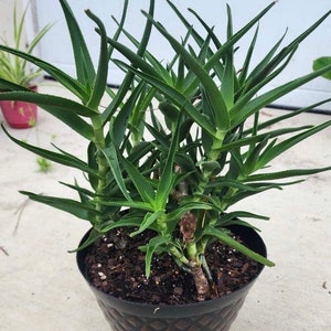 Climbing Aloe in 4&quot; pot