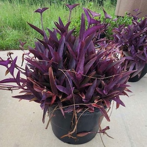Purple Heart Wandering Tradescantia (4, 4-6" voor 8)