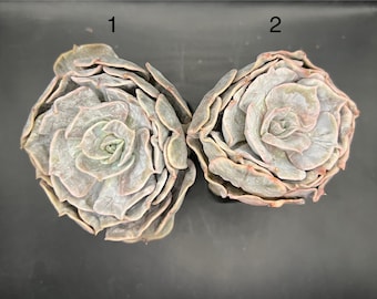 Echeveria Marble, live succulent plant