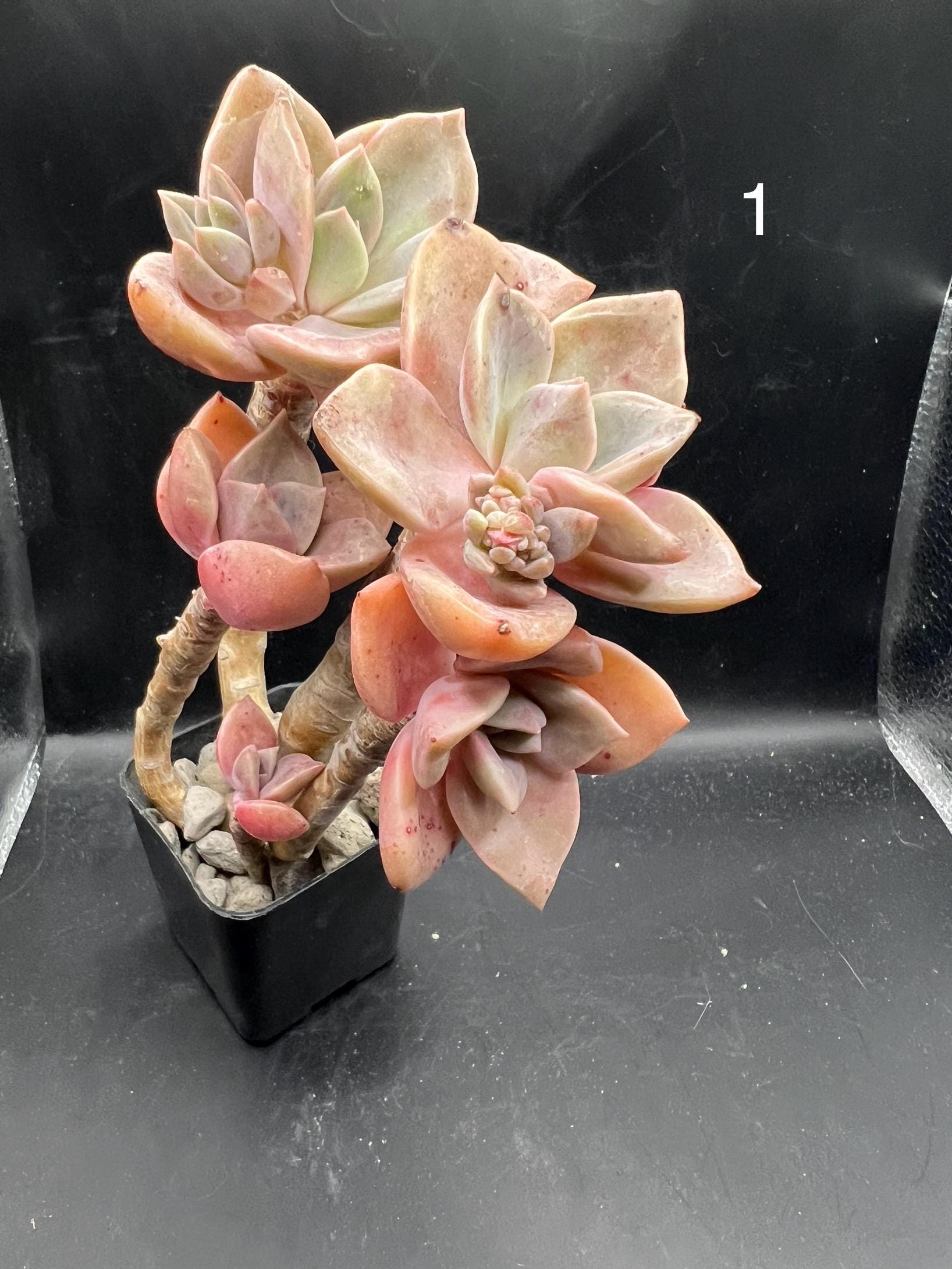 Graptoveria Bainesii, live succulent plant