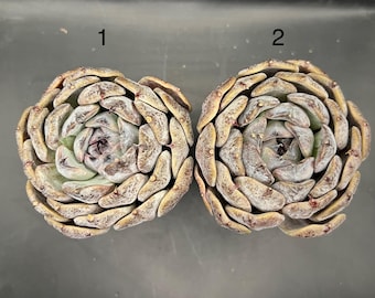 Echeveria Angel Eyes, live succulent plant