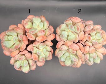 Pachyveria Princess Zelda, live succulent plant