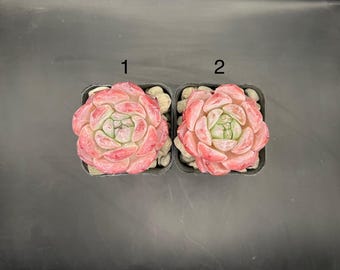 Echeveria Shiranui, live succulent plant