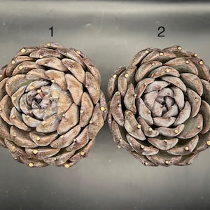 Echeveria Zi Yi, live succulent plant