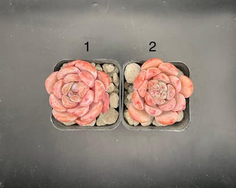 Echeveria Milk Powder, live succulent plant