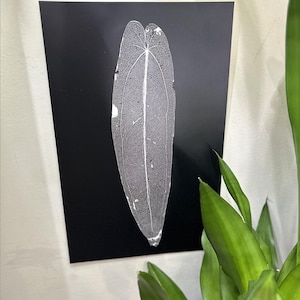 Anthurium Warocqueanum Wide Form - Imprimé
