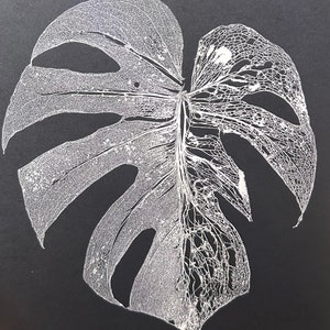 May include: A white silhouette of a monstera leaf on a black background. The leaf is detailed with veins and has a delicate, almost translucent appearance.