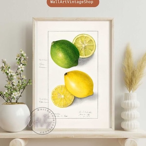 Lemons. Vintage Fruit Print of Watercolor Drawing of Amanda Almira Newton from U.S. Department of Agriculture Best for Kitchen Decor