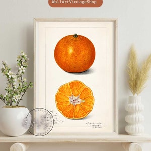 Oranges. Vintage Fruit Print of Watercolor Drawing of Amanda Almira Newton from U.S. Department of Agriculture Best for Kitchen Decor