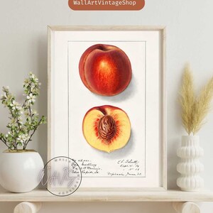 Peaches. Vintage Fruit Print of Watercolor Drawing of Amanda Almira Newton from U.S. Department of Agriculture Best for Kitchen Decor