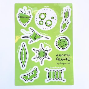 Peut inclure: Une planche d'autocollants avec des illustrations vertes et blanches de diverses algues, dont Volvox et Ceratium. Le texte "ASSORTED ALGAE" est affiché en noir, avec le nom de l'artiste, sur un fond vert vif.