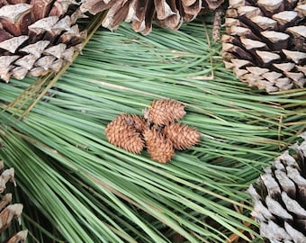 Mini Pinecones, 50 miniature pinecone per box, great for crafts.