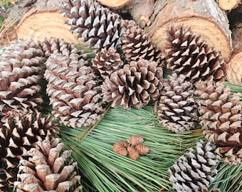 15 Med pinecones per box, great for crafts.