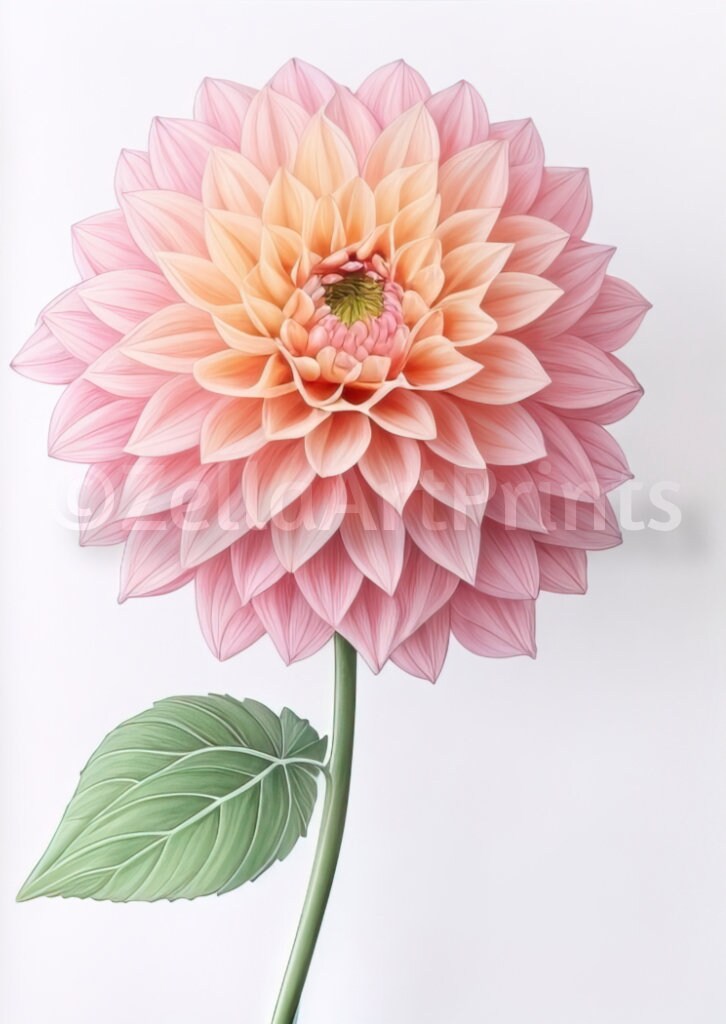 Dahlia Wall Art, Printable Dahlias Illustration, Pink Dahlia Flowers ...