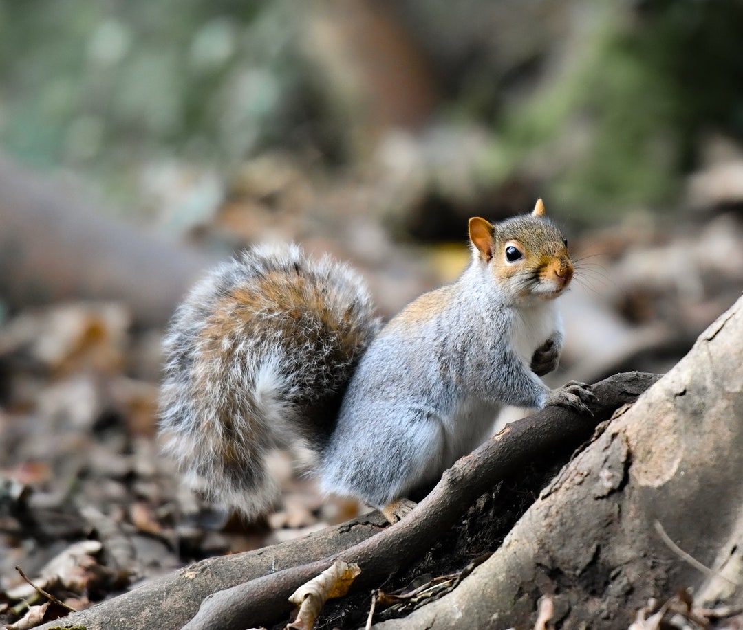 Grey Squirrel Digital Download JPEG Square 6000x6000 14 5MB Etsy Il 1080xN.5545421956 R7s0