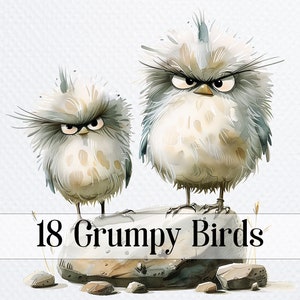 18 Grumpy Birds png Clipart, Sublimación png de lindos pájaros esponjosos, Imágenes prediseñadas de acuarela, Imágenes prediseñadas digitales, Sublimación de pájaros, Imágenes prediseñadas imprimibles