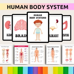 Human Body System
Private Label Rights
pre school activity bundle 
coloring book
alphabet tracing 
pre-school worksheet 
Montessori sheets 
PLR 
commercial use
Kids Posters
Kids Flashcards 
10 000 Pages Mega Bundle