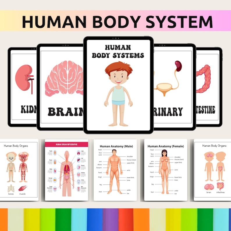 Human Body System
Private Label Rights
pre school activity bundle 
coloring book
alphabet tracing 
pre-school worksheet 
Montessori sheets 
PLR 
commercial use
Kids Posters
Kids Flashcards 
10 000 Pages Mega Bundle