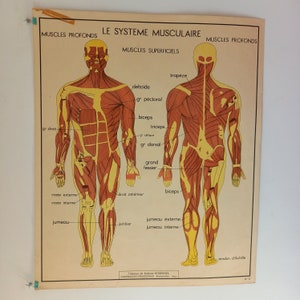 Affiche pédagogique, scolaire - Tableau des sciences ROSSIGNOL - Années 50 - 60 , Le système musculaire, le système nerveux. France