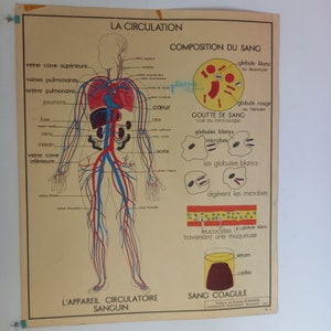 Educatieve schoolplaat - ROSSIGNOL wetenschapstafel - jaren 50 - 60 Bloedcirculatie - het hart. .
