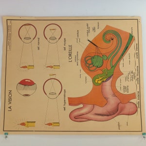 Educational, school poster - ROSSIGNOL science table - 50s - 60s, Vision, Alcoholism.