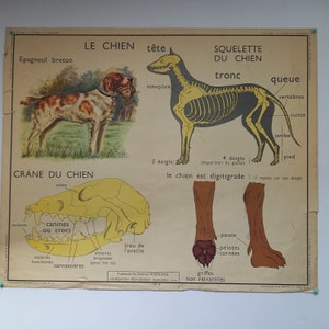 Manifesto didattico scolastico - Tavolo scientifico ROSSIGNOL - Anni '50 -'60, Il Cane - Gli insettivori.