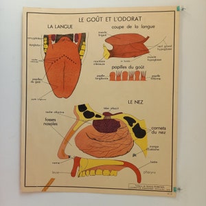 Affiche pédagogique, scolaire - Tableau des sciences ROSSIGNOL - Années 50 - 60 , Le Goût et l'odorat, L'oeil. France