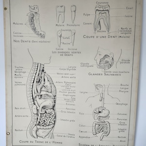 Lehrplakat A. HATIER 8 und 8 bis.