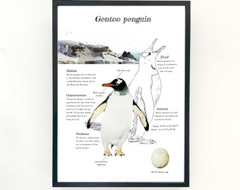 Gentoo penguin study poster kids room nursery poster