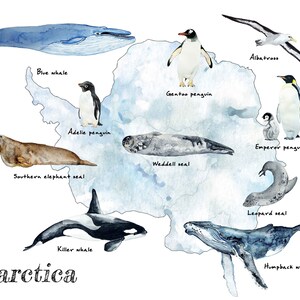 Mapa de animais antárticos, pôster do berçário do quarto infantil, pinguim-foca-baleia