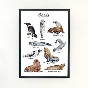 Seals kids room nursery poster