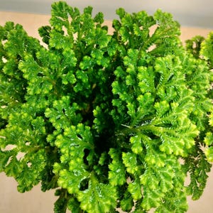 Selaginella Martensii