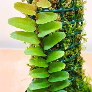 Marcgravia sp. French Guiana