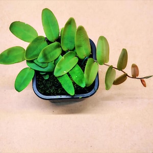 Marcgravia sp. &quot;Amarillo&quot;