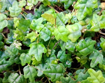 Ficus Thunbergii var. Quercifolia