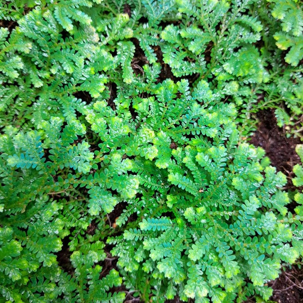 Selaginella Uncinata