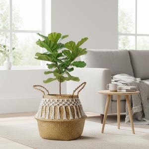 Può includere: Una pianta di fico a lira in un cesto intrecciato con dettagli in macramè. Il cesto è di colore beige naturale con due manici. La pianta ha grandi foglie verdi. Il cesto è appoggiato su un tappeto chiaro.
