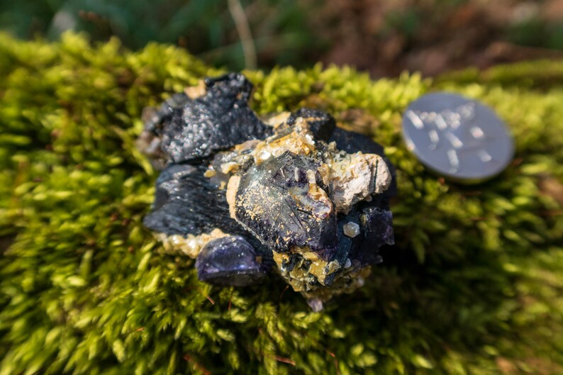 May include: A cluster of dark purple amethyst crystals with a black, metallic sheen. The crystals are surrounded by a light yellow, granular mineral. The cluster is sitting on a bed of green moss.