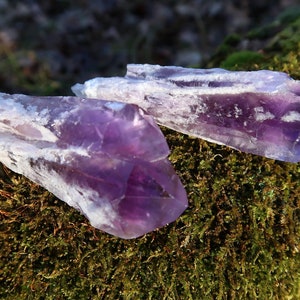 Puede incluir: Dos puntas de cristal de amatista con una variaci&oacute;n de color p&uacute;rpura y blanco. Los cristales est&aacute;n sobre un lecho de musgo verde.