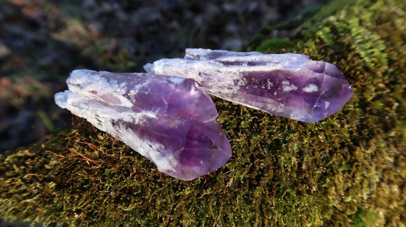 Puede incluir: Dos puntas de cristal de amatista con una variaci&oacute;n de color p&uacute;rpura y blanco. Los cristales est&aacute;n sobre un lecho de musgo verde.