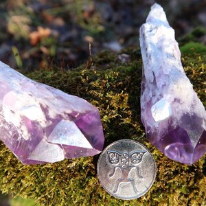 Puede incluir: Dos puntas de cristal de amatista con un degradado de color p&uacute;rpura y blanco. Los cristales est&aacute;n sobre un lecho de musgo con una moneda de plata que presenta un dise&ntilde;o de mariposa en primer plano.