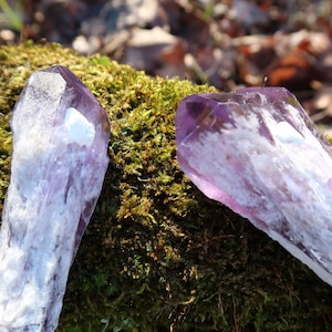 Puede incluir: Dos cristales de amatista de color p&uacute;rpura y blanco, sentados sobre un lecho de musgo verde.